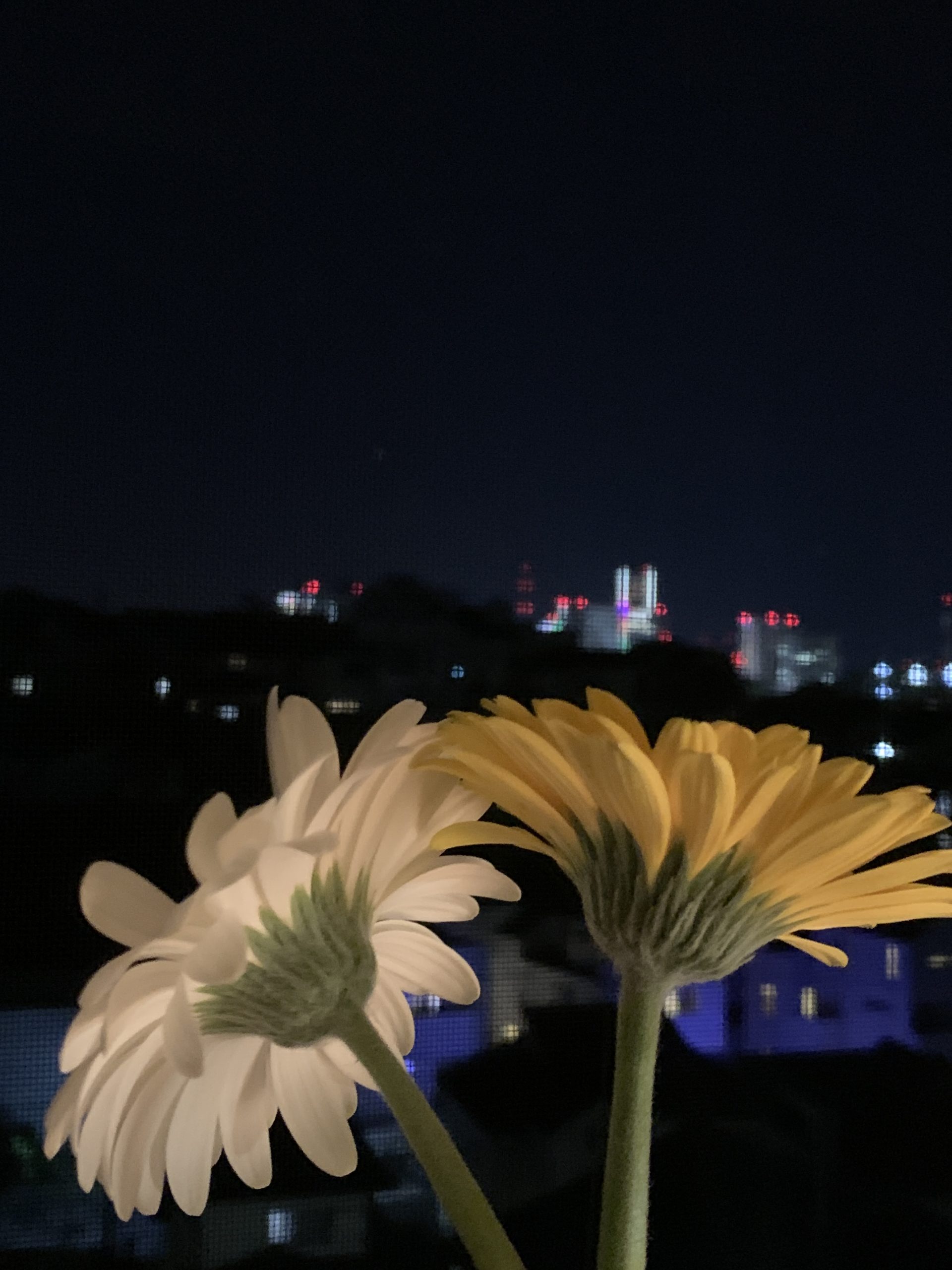 夜のお花